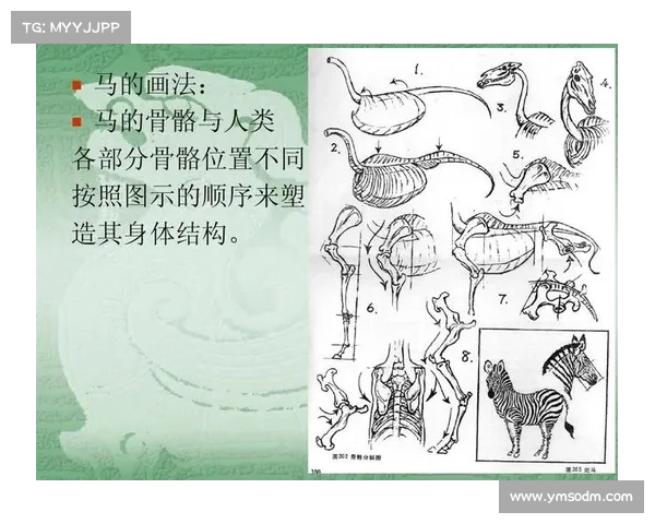 马的脚趾结构与分类:详细解析与指南 马的脚趾结构与分类:详细解析与指南